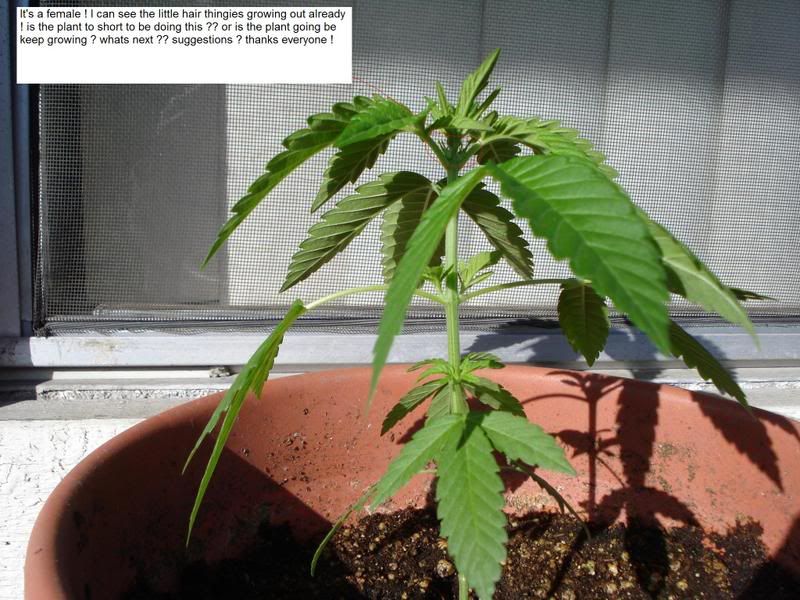 plant007.jpg