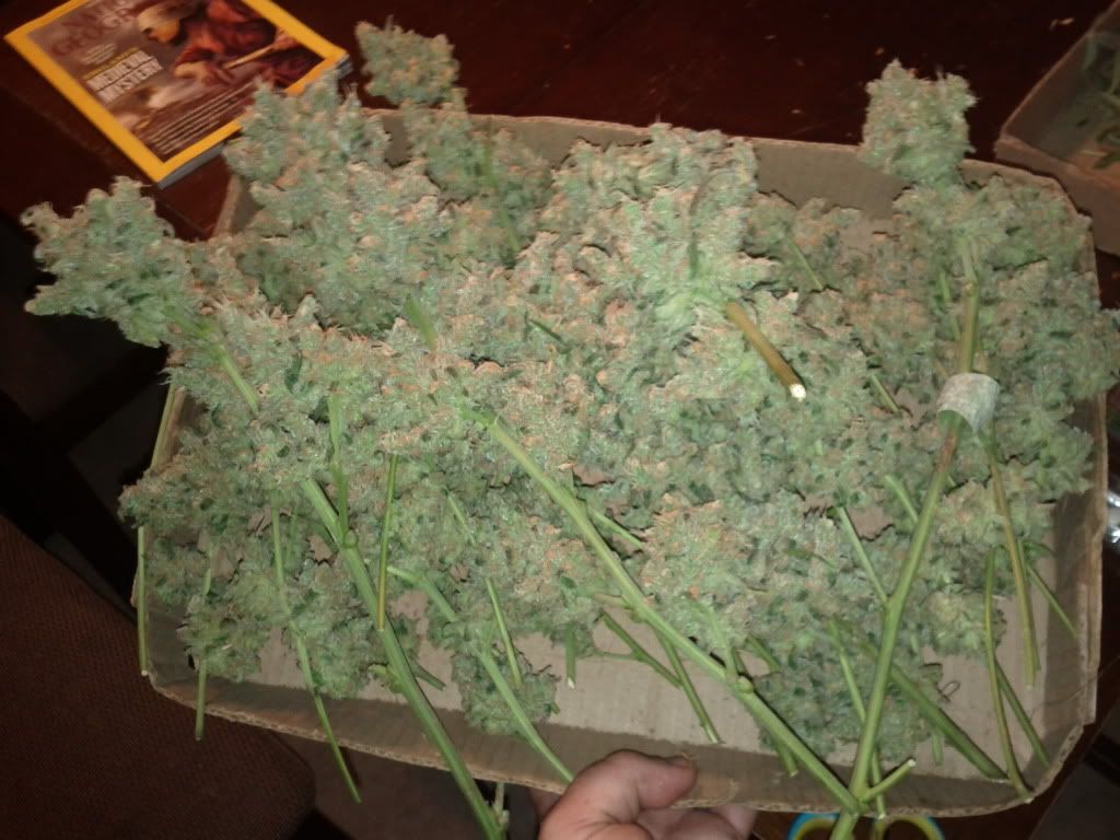 99BF0601-orig.jpg