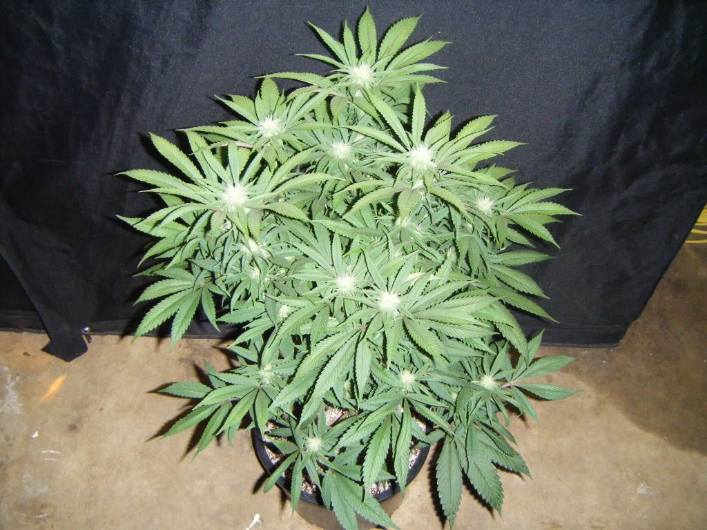 DSCF8545.jpg