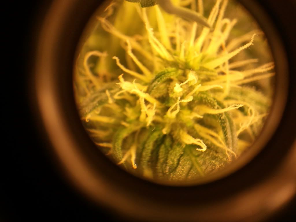 2011-11-11180117.jpg