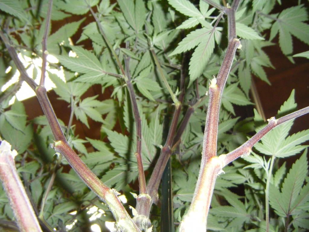 DSCF8173.jpg
