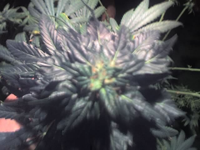 11-18-07_1326.jpg