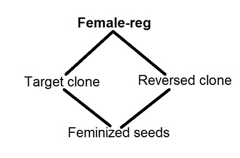 feminized.jpg