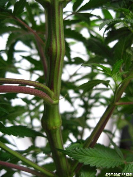 BB_CC_Grow_Update_Sep_13_26_.jpg