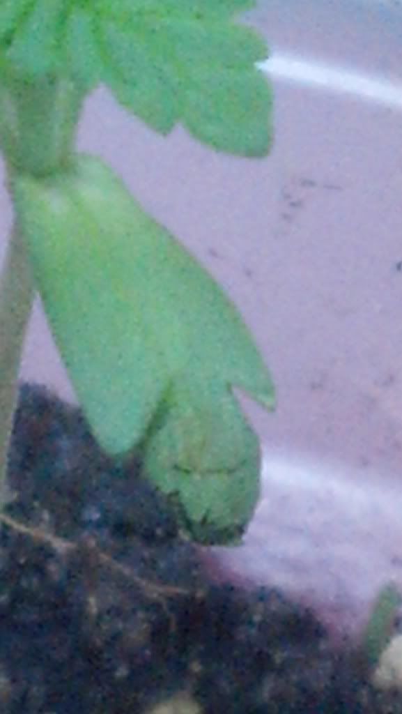 2013-01-02_15-42-34_331.jpg