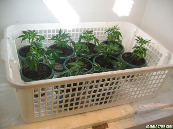 BB_CC_Clones_Sep18_055.jpg