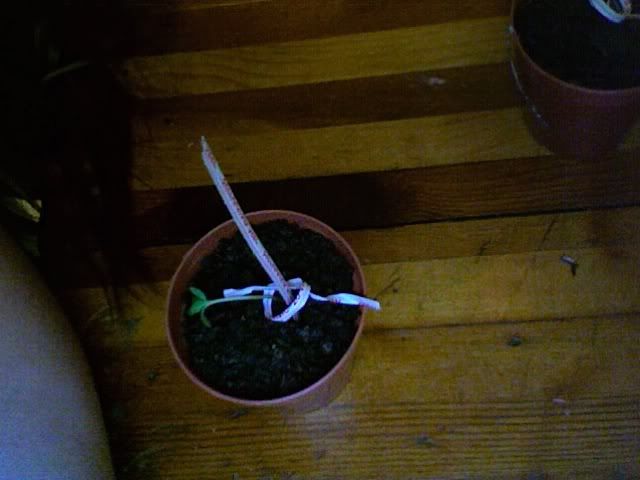Photo146.jpg