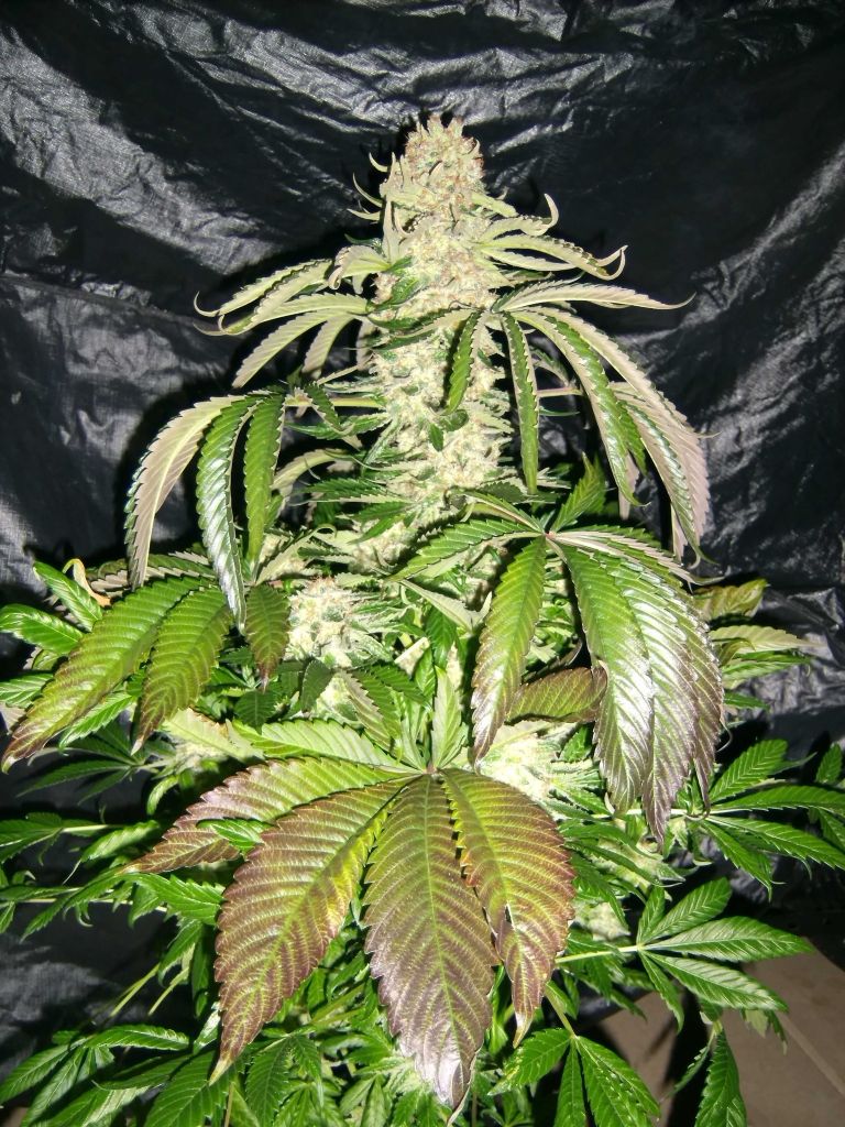 af9aff8e.jpg