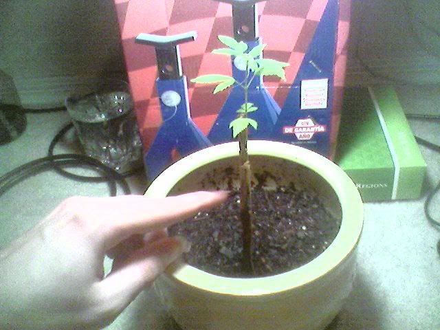NewPlant.jpg