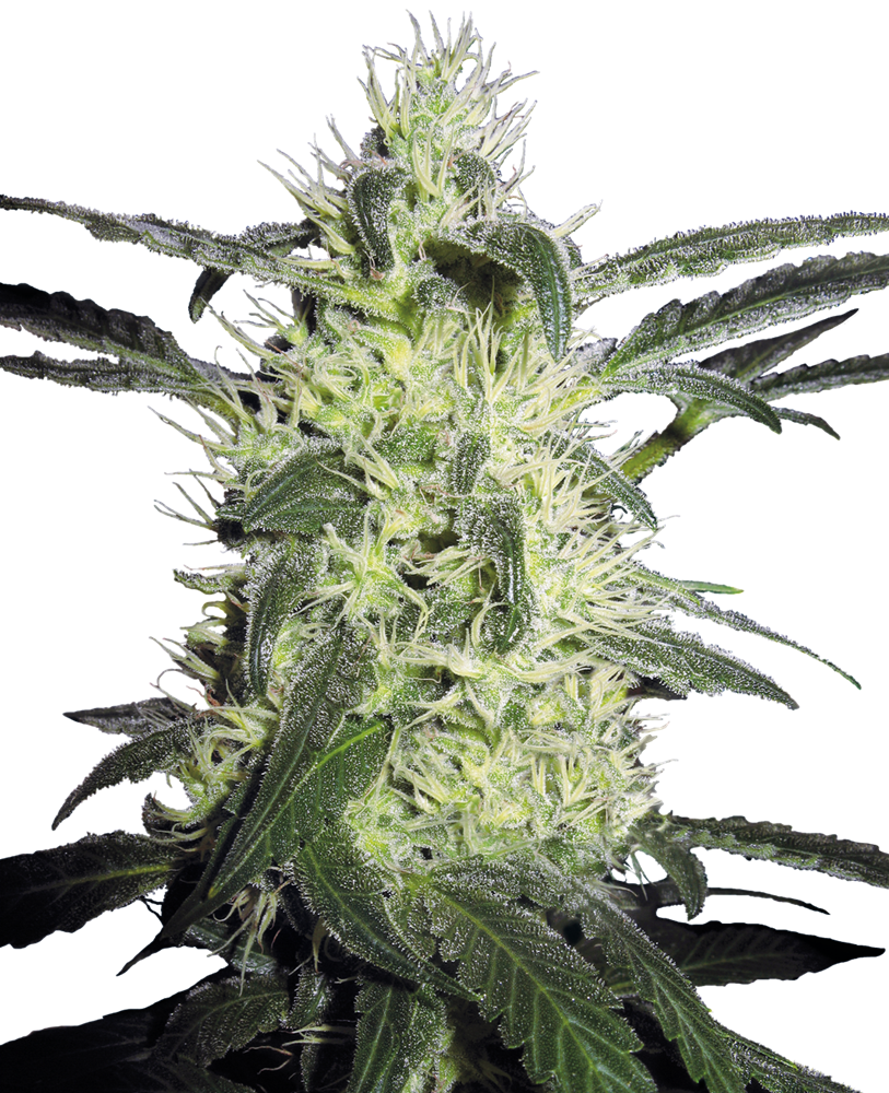 sensiseeds.com