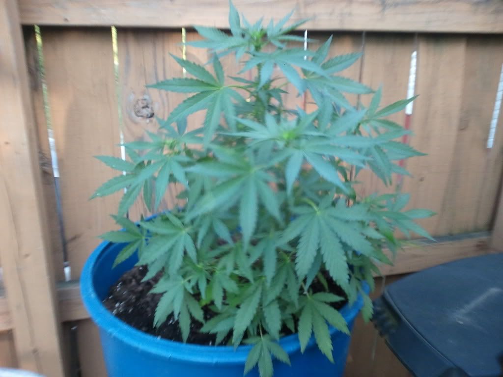 2012-05-26180406.jpg