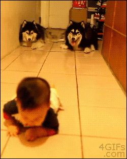 dd7d30cbd12bb39035441e2f95313fe0.gif