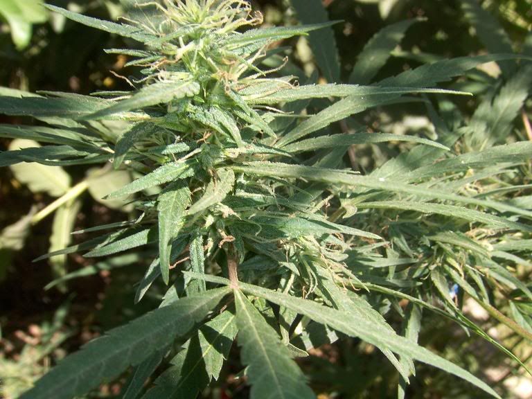 BUD3.jpg