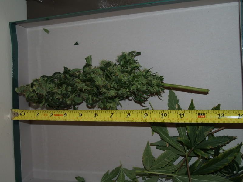 1stnug10inches.jpg