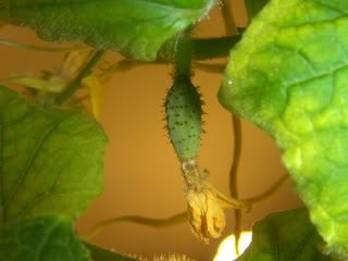 pics006-2.jpg