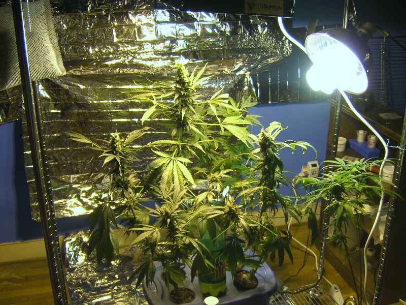 DCAM0190.jpg