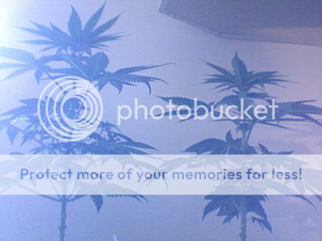 Photo131.jpg