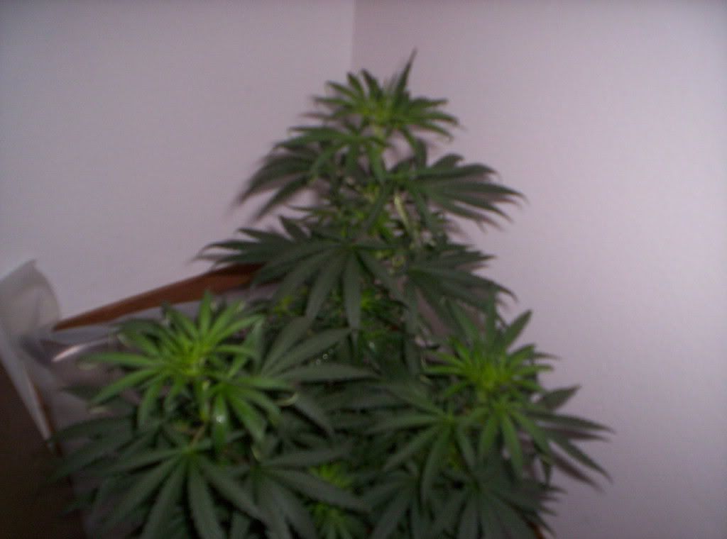 asdf12345.jpg