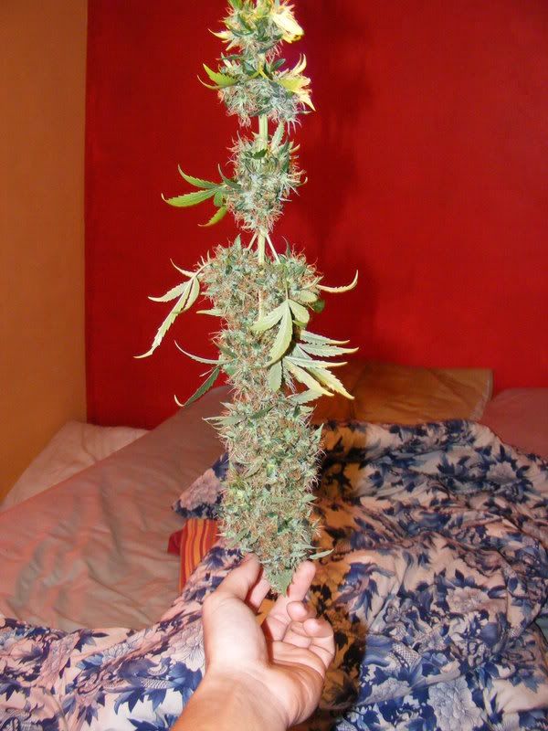 harvest003.jpg