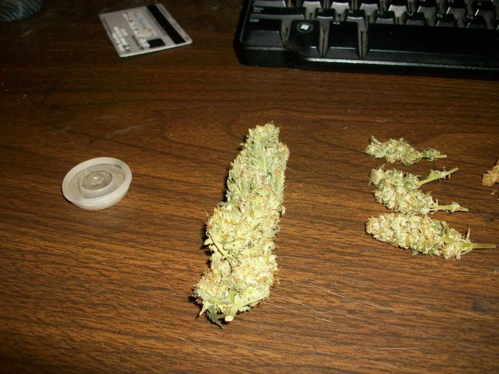 Harvest4Dry3.jpg