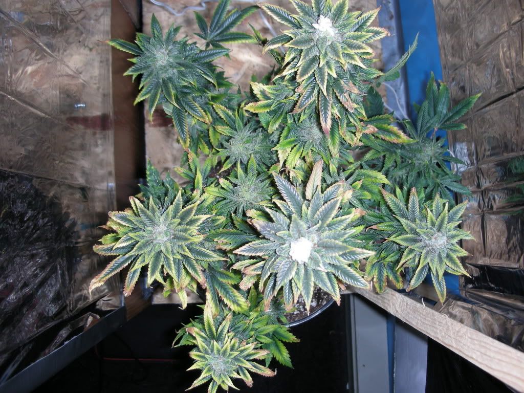 DSCN2520.jpg