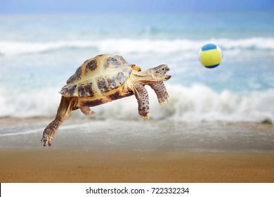 turtle-jumps-catches-ball-260nw-722332234.jpg
