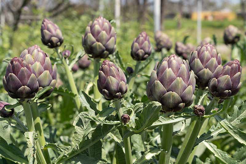 Best-Artichoke-Cultivars-Cover.jpg