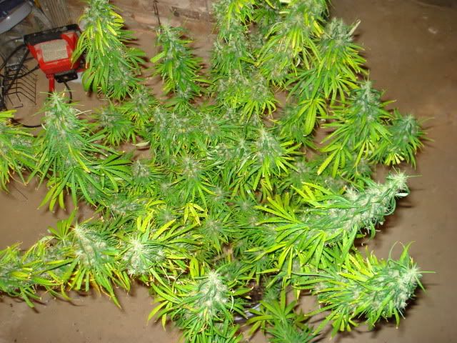 TSSLifeofPlant036.jpg