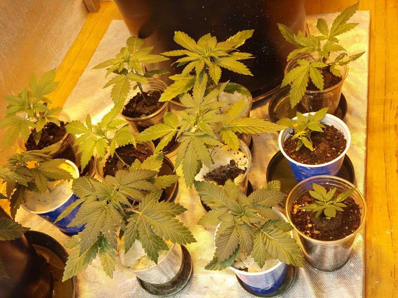 veg13-1.jpg