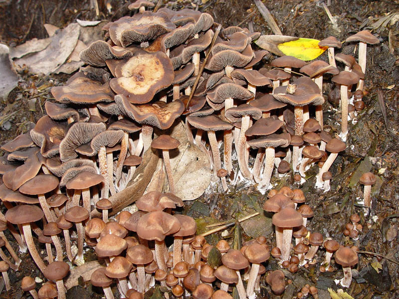 Panaeolus.subbalteatus.2.jpg