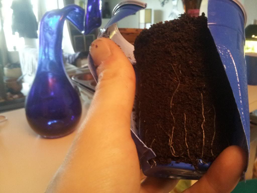 FunkyBitchRoots1wk1day.jpg