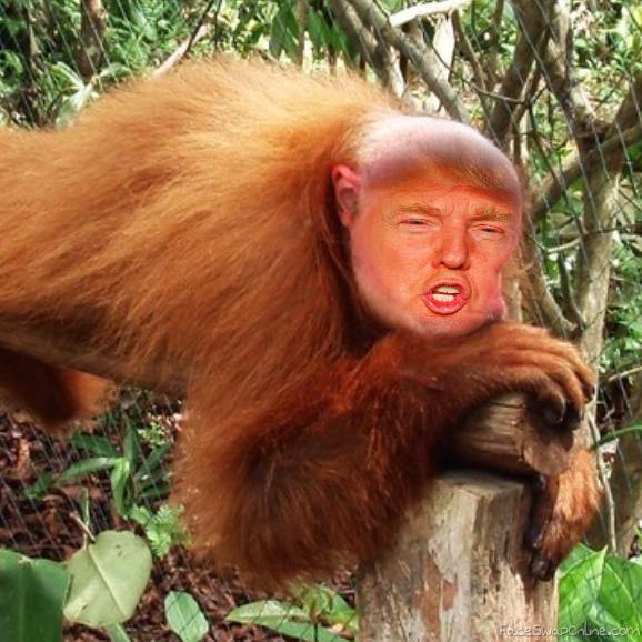 Trumpmonkey-3025687c43e2dc886c8fdccf6c0ca4e1.jpg