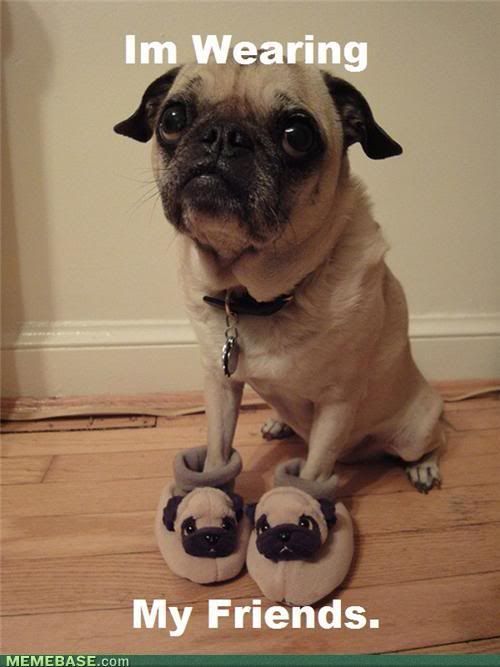 memes-pugception.jpg
