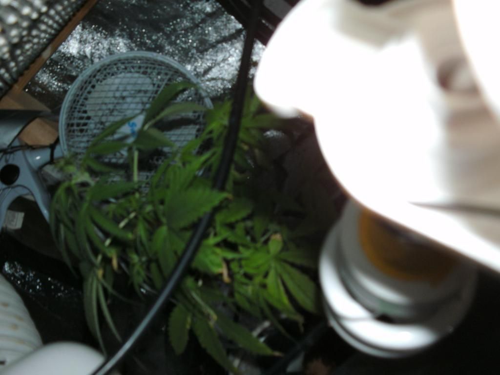 bottomshelf_zps932462c6.jpg