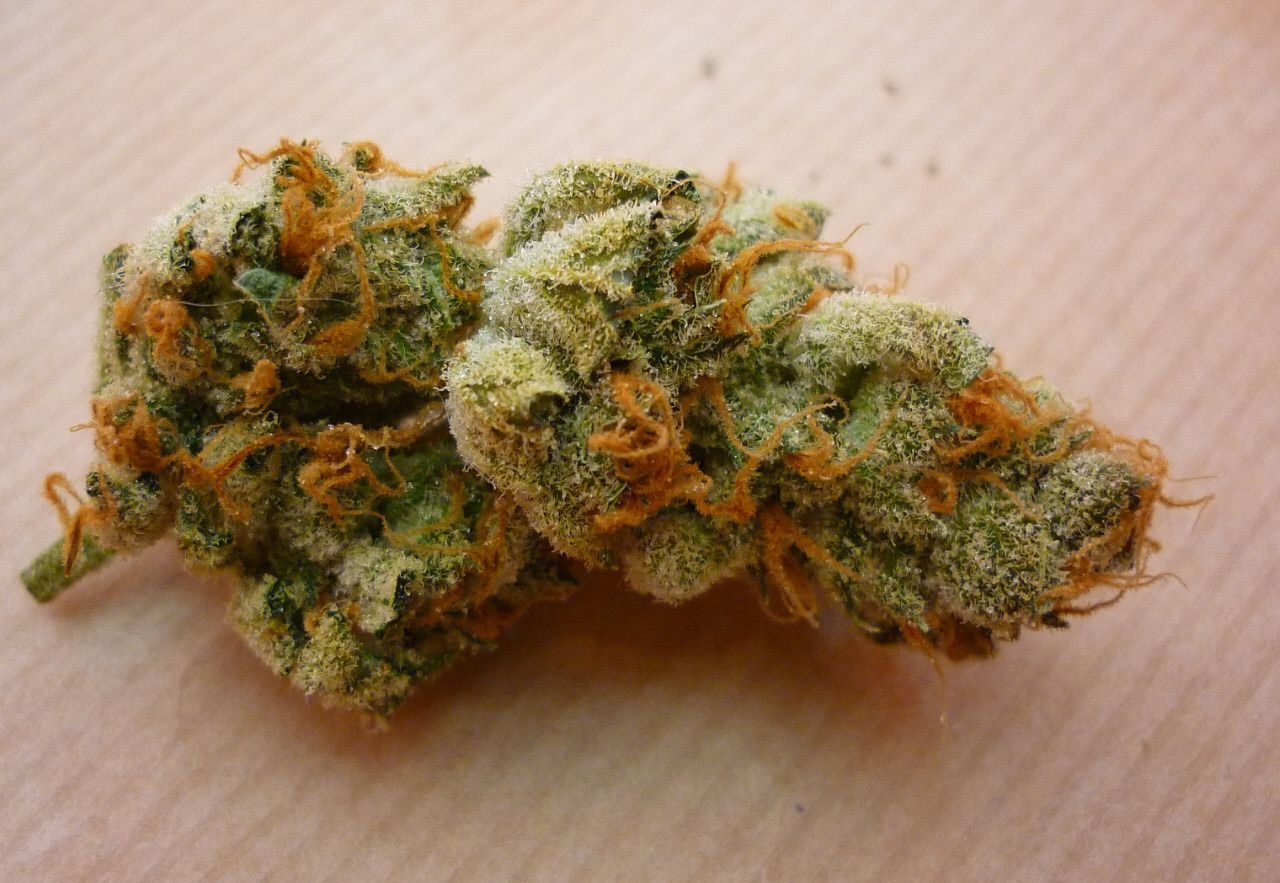 orangebud10.jpg