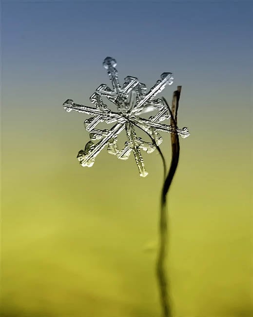 macrosnow-3.jpg