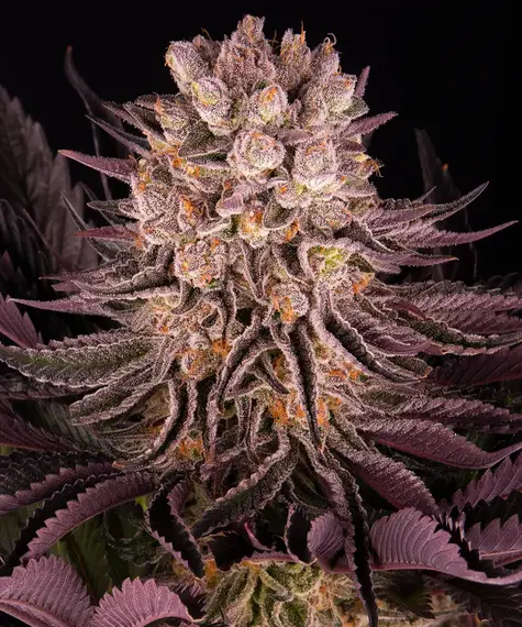 www.barneysfarm.com