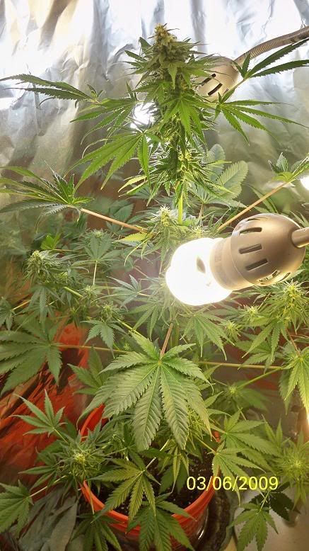 UnknownIndicaOverallPlant.jpg