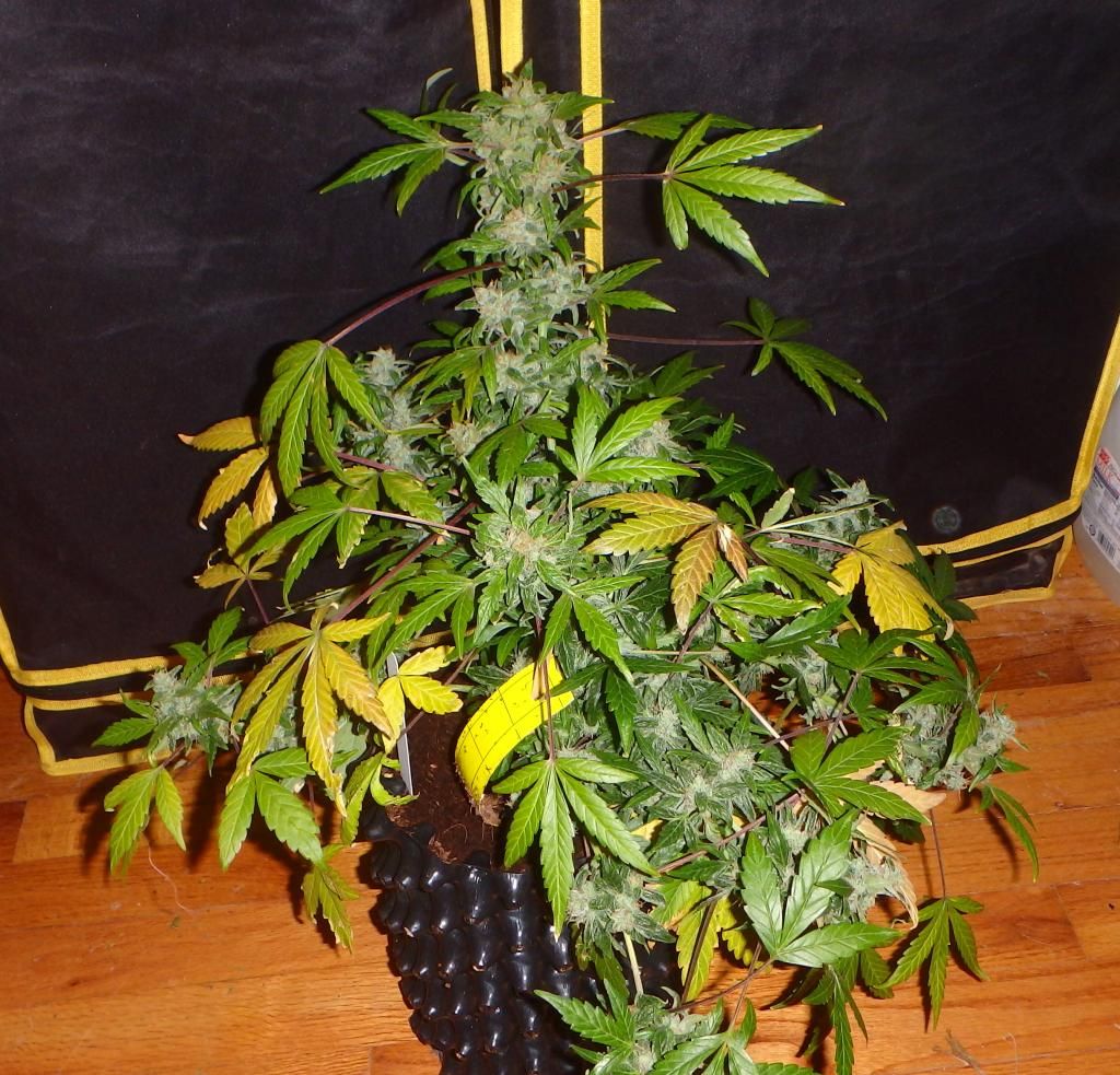 P9250007_zps6419f1a8.jpg