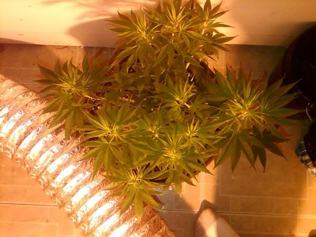 IMG00395-20110630-1904.jpg