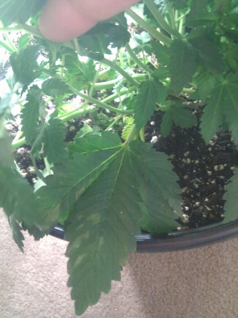 IMG_20110811_091133.jpg