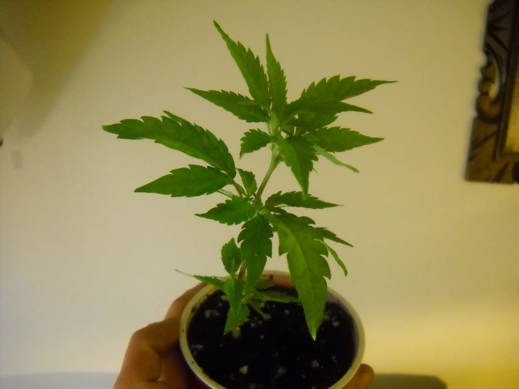 DSCN1037.jpg