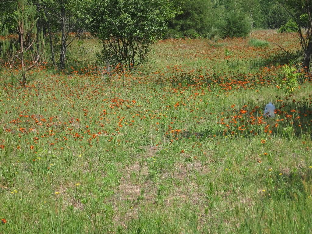 IMG_0336.jpg
