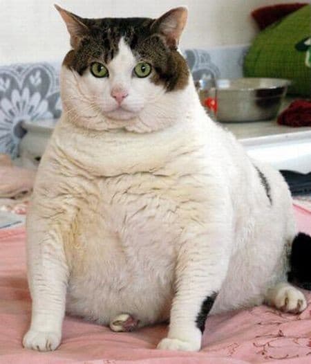 fat-cat.jpg