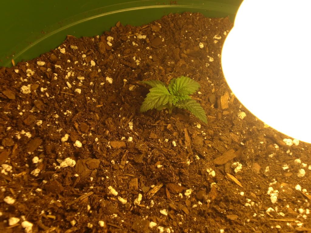 Grow020.jpg