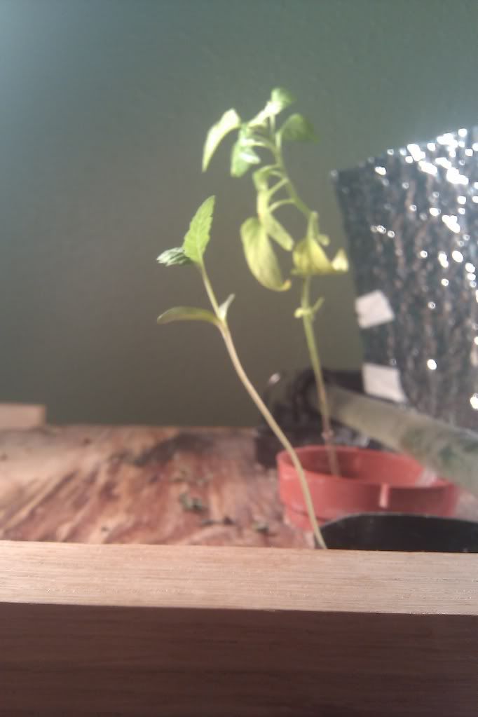 IMAG0190.jpg