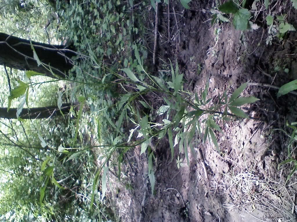 0615091408a.jpg
