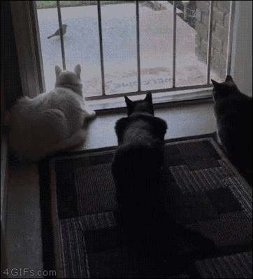 gifs_06.gif