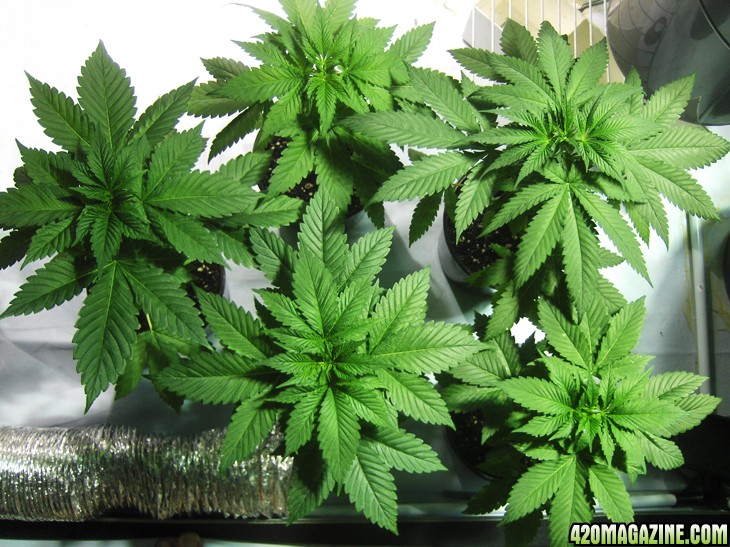 hashberry2.jpg