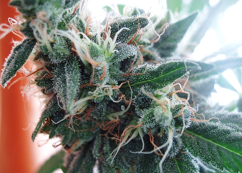 800px-White_widow.jpg